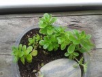 Plante N°2 : la crassule (?) vert pomme