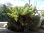Plante N°3 : la crassule (?) en buisson