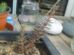 Plante N°4 : une autre crassule (?)