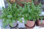 Plante N°5 : une salade à effeuiller