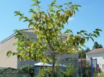 aujourd'hui, les feuillent sont tombantes mais il y en a encore de belles au bout des branches.