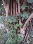 arbre inconnu2.jpg