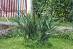 plante.jpg