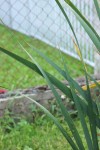 plante zoom.jpg