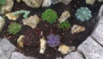 sedum rocaille.jpg