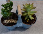 duo sedum.jpg