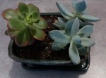 duo bis sedum.jpg