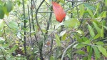 Photinia.jpg