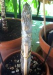 Bouture plumeria.JPG
