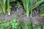 plante close up.jpg