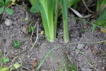 plante close up2.jpg