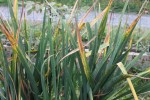 plante feuillage.jpg