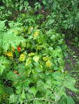 tomates 022.jpg