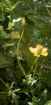 Fleur jaune gradignan 2.jpg
