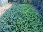 Mon semis de haricots(presque en fleur) avec la moutarde à coté,pour info la moutarde mesure 40 cm