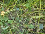 Vue rapprochée au pied du couvert ou l'on peut bien voir certain pieds de moutardes qui se sont totalement couché au sol.<br />Vous remarquez que la terre est également très sèche et que des fissures apparaissent.
