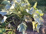 Voici l'état des pieds de courgettes qui commencent a souffrir des matinées automnale que l'on a actuellement.<br />C'est vrai que depuis une semaine nous avons du brouillard tous les matins qui ne se lève parfois pas avant midi et nous somme autour de 6°C le matin.