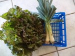 La petite récolte de ce soir:<br />2 poireaux et une salade.<br />Pour info la salade mesurait 45 cm de diamètre,ce n'est pas exceptionnel mais j'en suis très content.