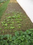 Les épinards et le semis de mâche derrière qui commence à germé mais n'est pas encore visible sur la photo.