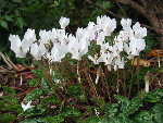 Cyclamen hederifolium