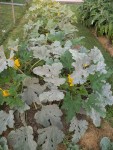 les courgettes