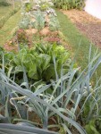 Les poireaux,les endives non repiquées et une planche de salades.