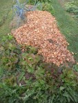 La planche de salades avec quelques poireaux et beaucoup de feuilles mortes de tilleul.<br />Vous remarquerez que les poireaux sont paillés sur une très fortes épaisseur,tout ceci dans le but de produire plus de blanc.