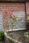 N°5 bis - il  est tout frêle,  petites feuilles, mais fait  des grosses &quot; grappes &quot; de roses !