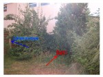 Jardin 5.jpg