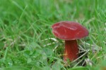 dsc-16519a.jpg