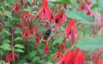 DSCF5369.JPG