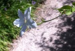 Un grimpant au fleurs blanches très parfumées (jasmin ?)