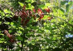 Un grimpant avec des fleurs rouges tubulaires au bout de longues tiges