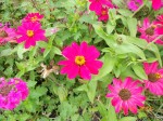Fleurs.JPG