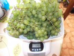 Chasselas-1.jpg