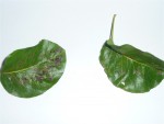 P1050693 (1140 x 855).jpg