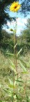 DSCN1621 - Copie.JPG