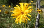 DSCN1623 - Copie.JPG