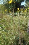 DSCN1624 - Copie2.jpg