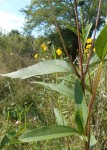 DSCN1625 - Copie2.jpg