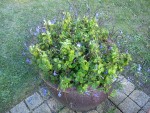 DSC00203 a.jpg