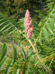 Sumac.jpg
