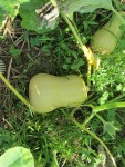 BUTTERNUT.jpg