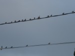 DSCN5806.JPG