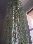 plante.jpg
