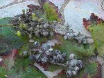CIMG0966-c.JPG
