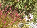 DSCN5813.JPG