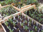 adenium et quelques plumeria
