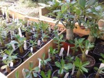 adenium et quelques frangipaniers