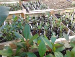 adenium